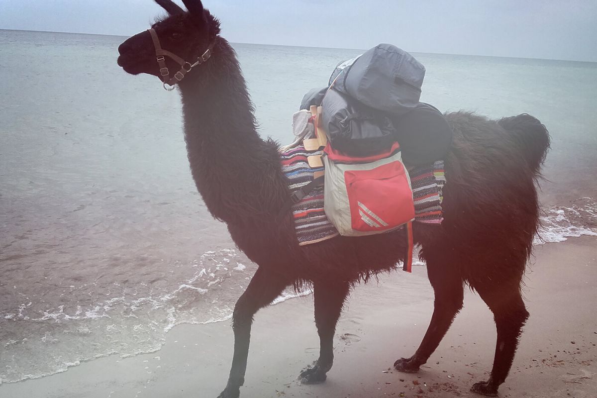 Lama-Wanderung am Meer