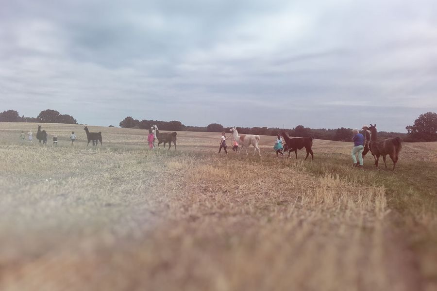 Wandern mit Lamas