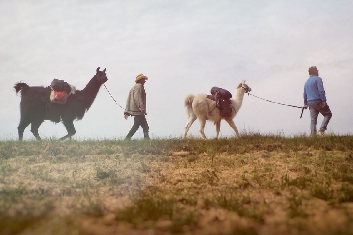 Lama-Wanderung