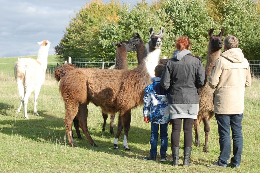 Lamas als Pädagogische Hilfe