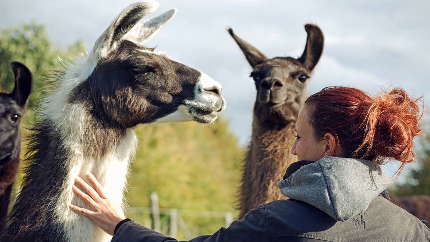 Lamas als Therapie-Tiere
