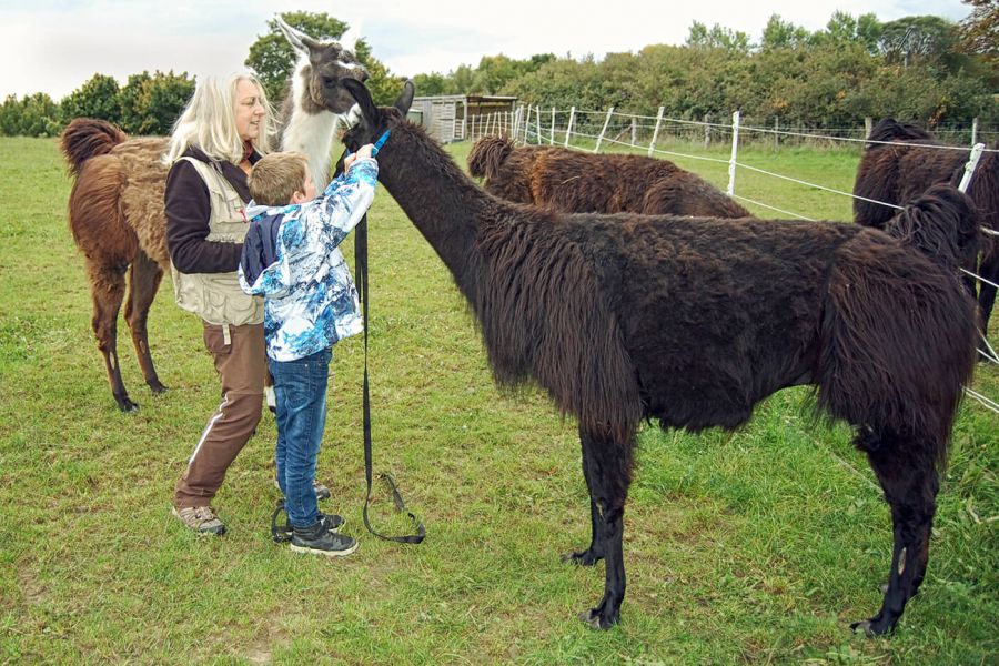 Kinder lernen Verantwortung mit Lamas