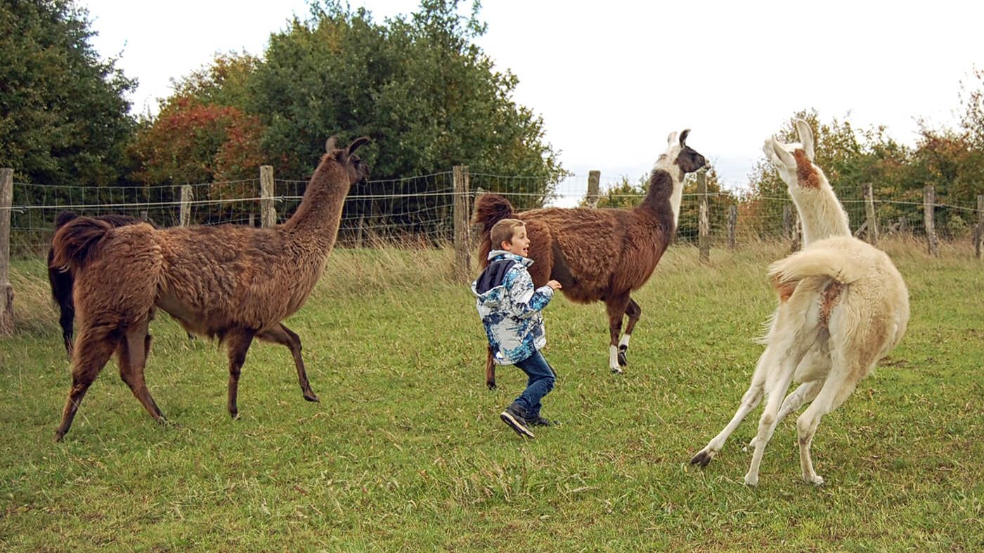 Lamas als Therapie-Tiere mit Kindern