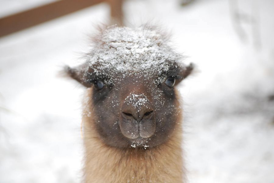 Lamas im Schnee