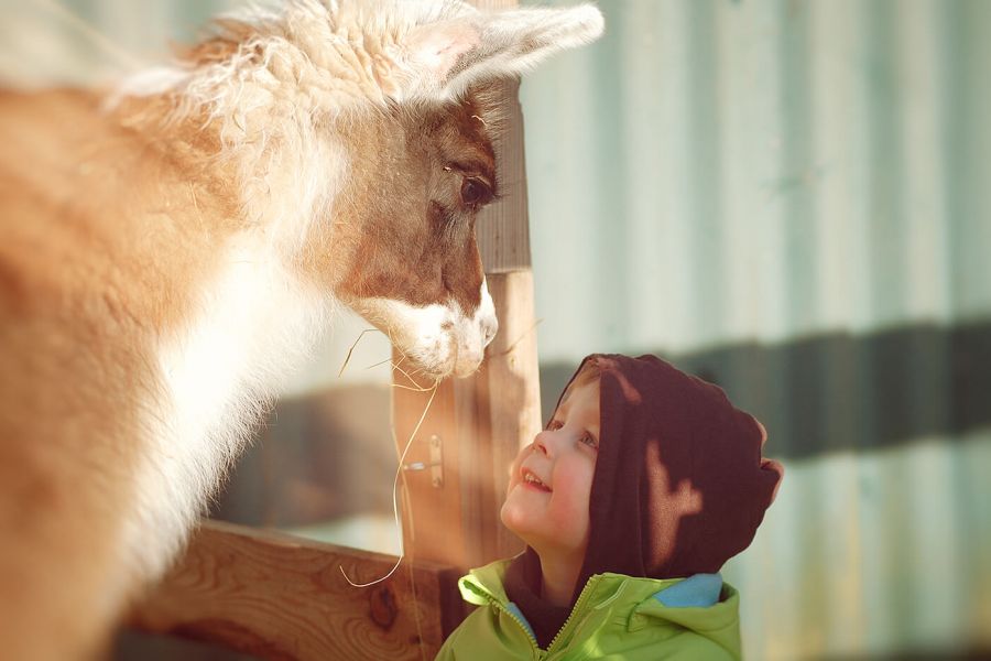 Kontakt zwischen Lama und Kind