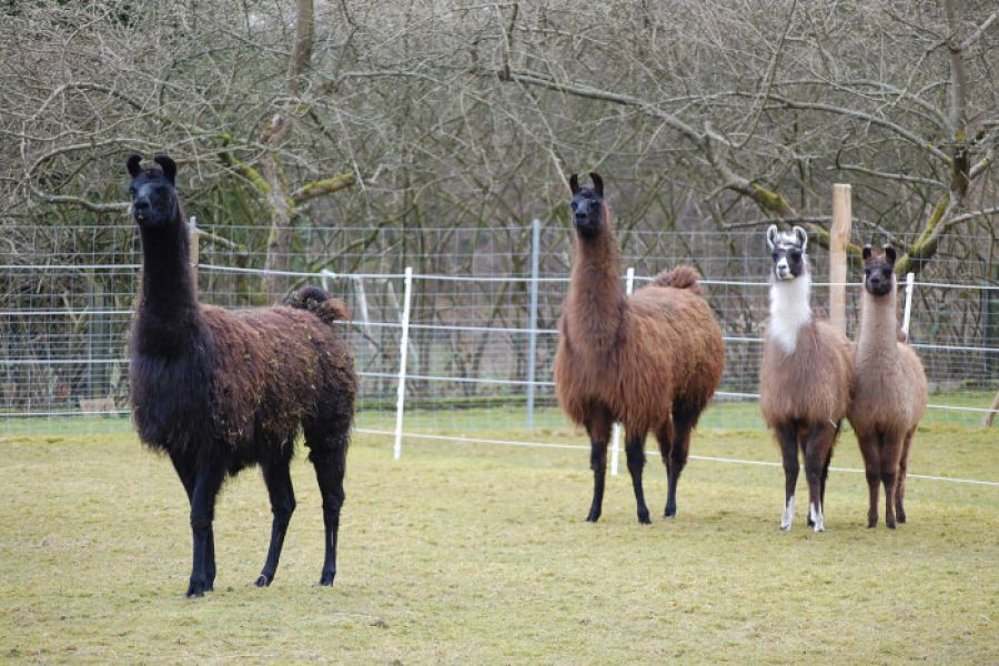 Lamas auf der Wiese