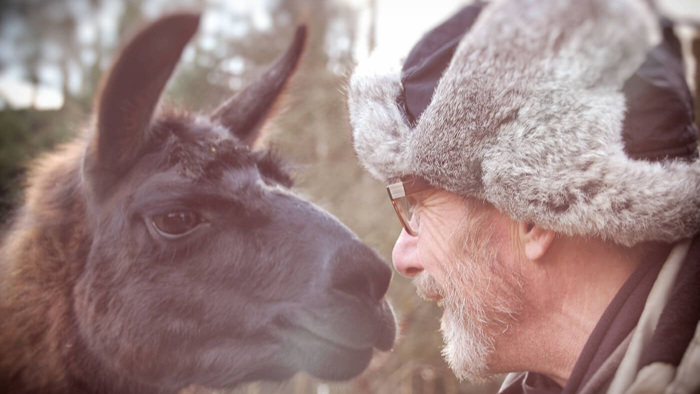 Lamas als Therapie-Tiere
