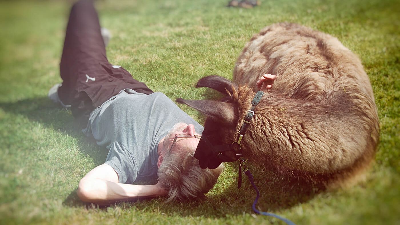 Lamas als Therapie-Tiere