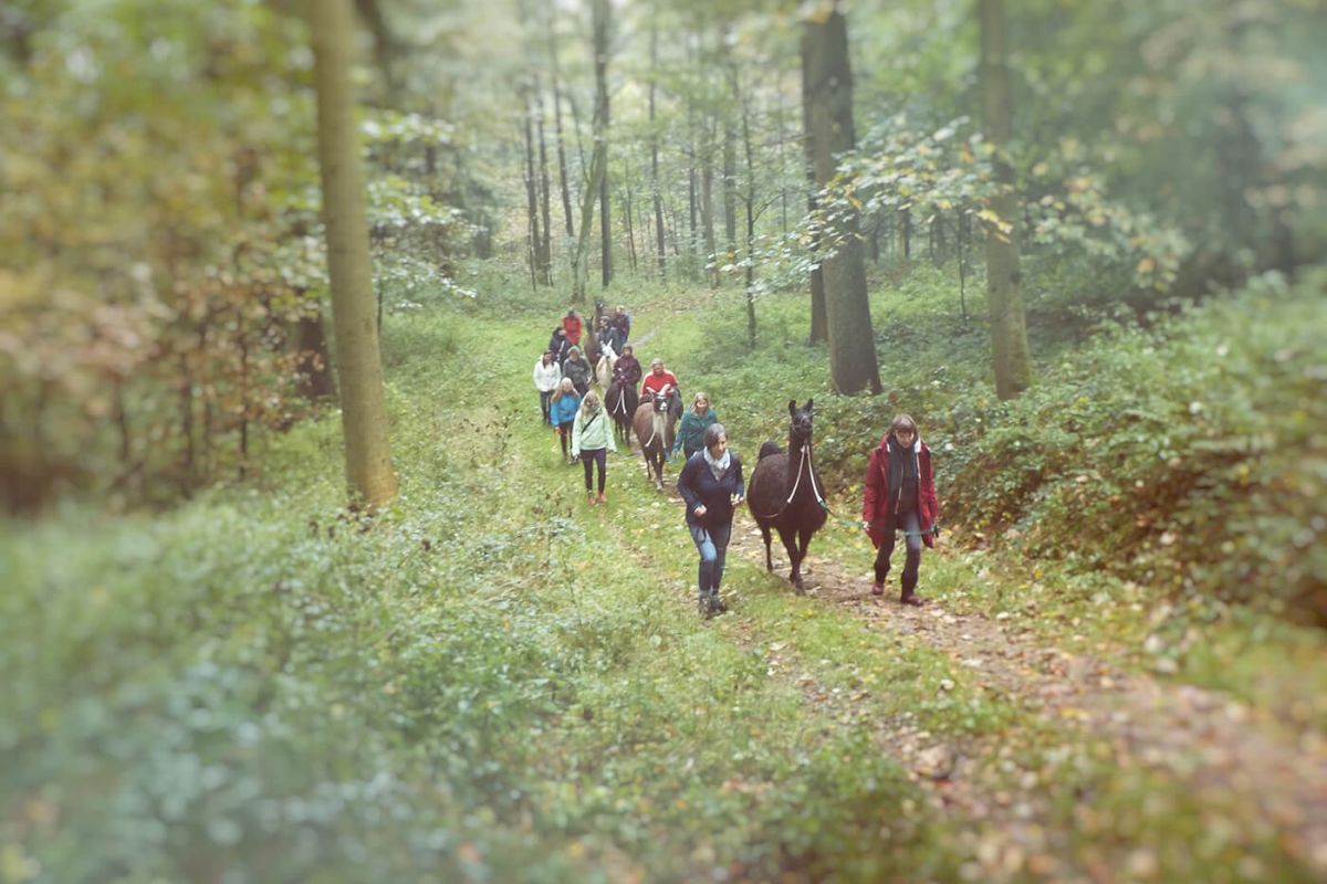 Lama-Wanderung durch den Wald