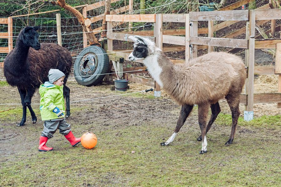 Spielen mit Lamas
