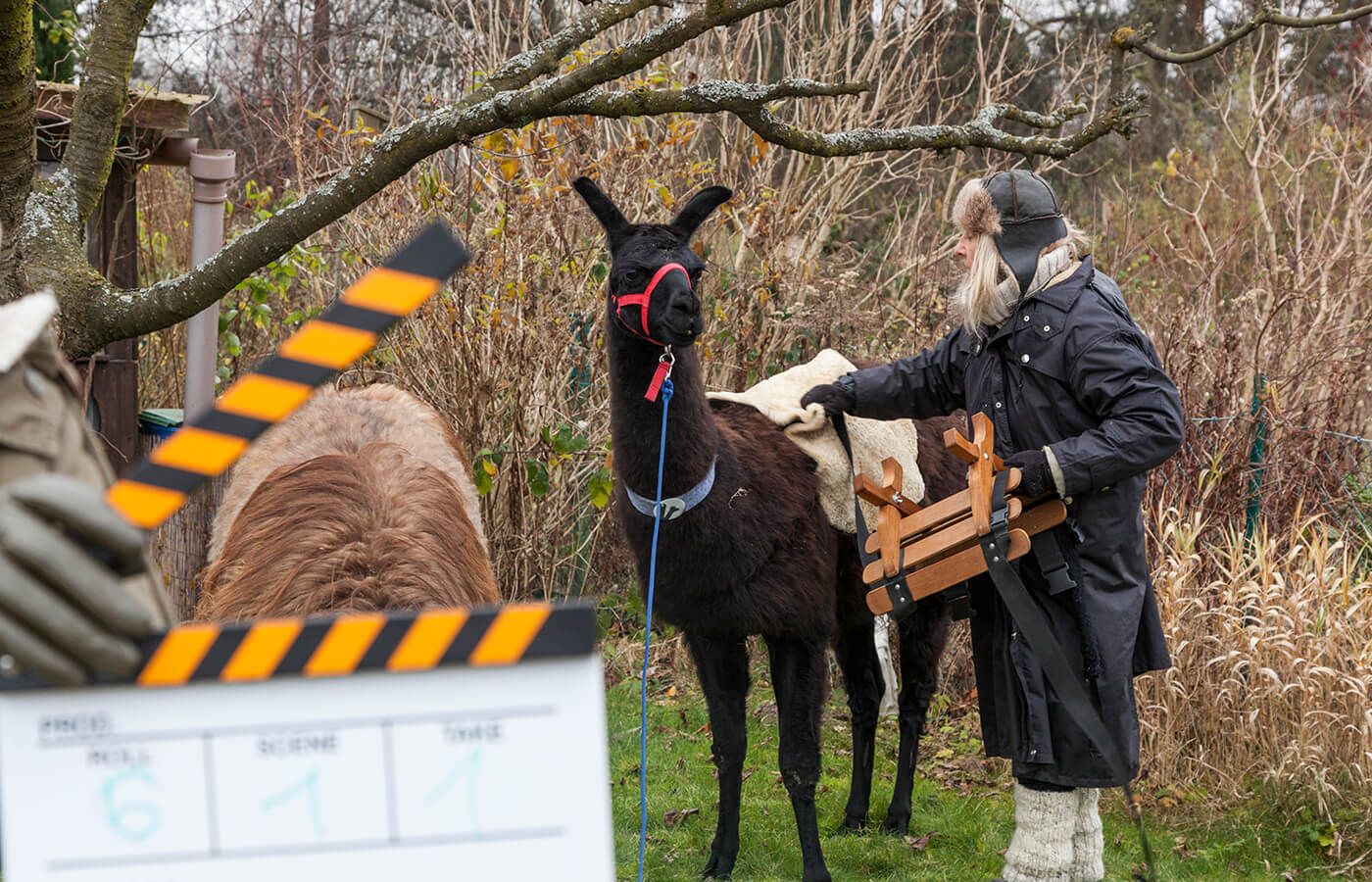 Filmdreh mit Lamas