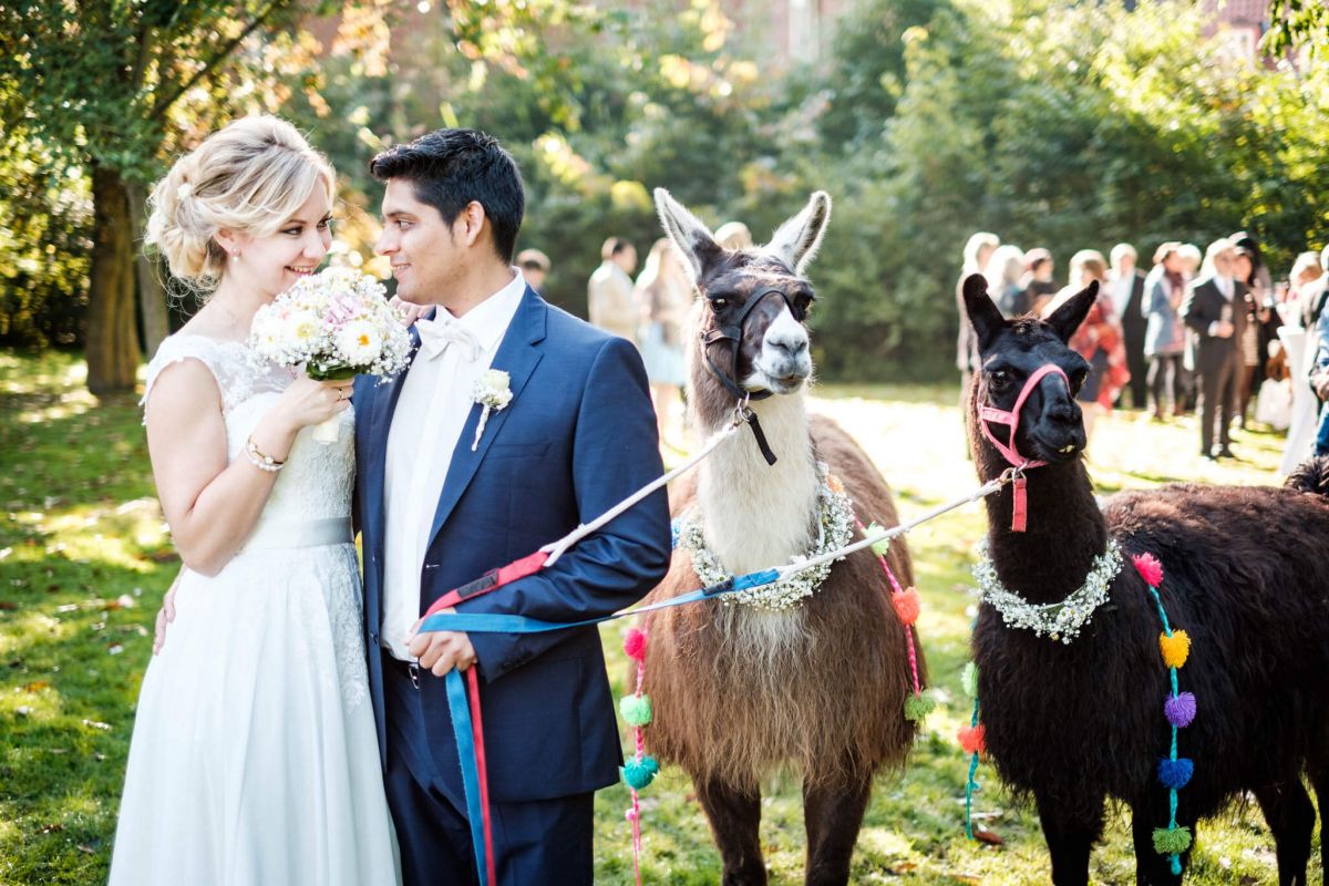 Hochzeit mit Lamas