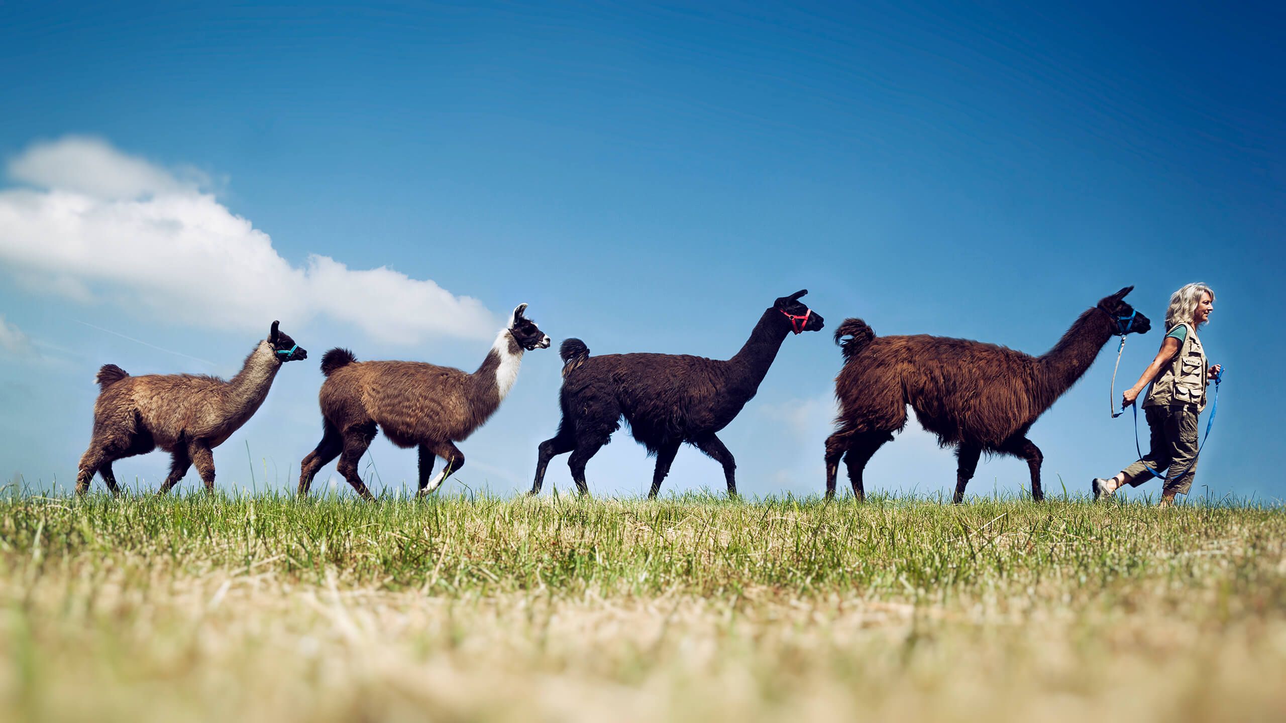Lama Karawane in Schönwalde am Bungsberg