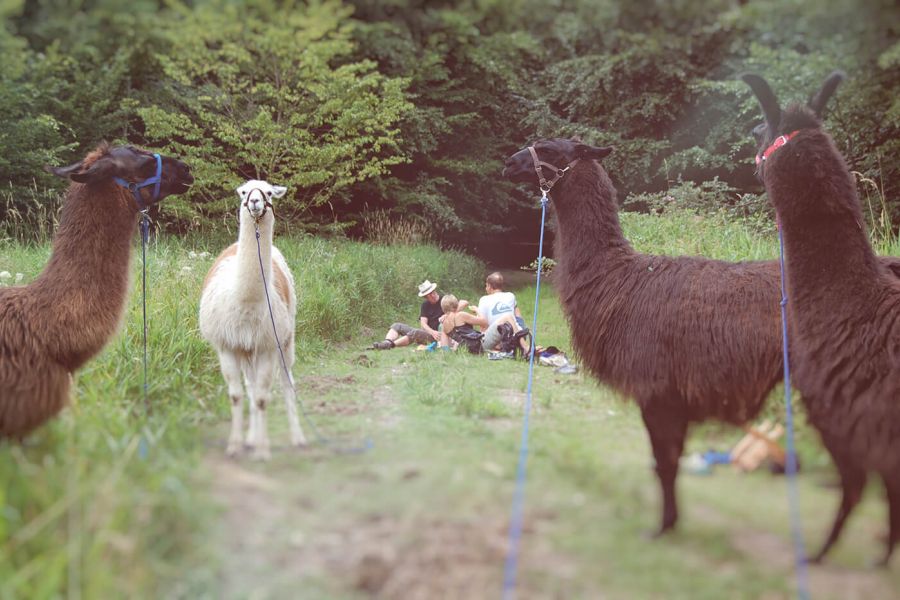Lama-Wanderung am Strand