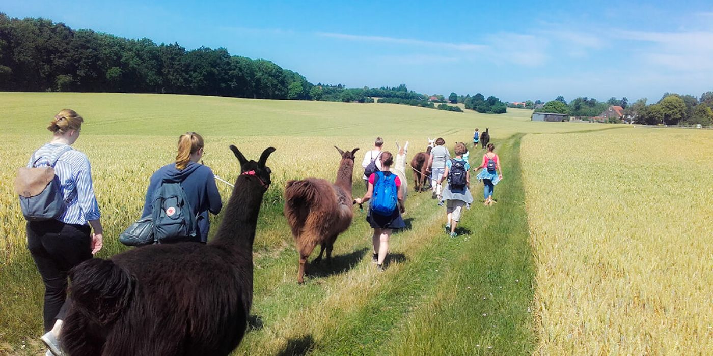 Lama-Wanderungen