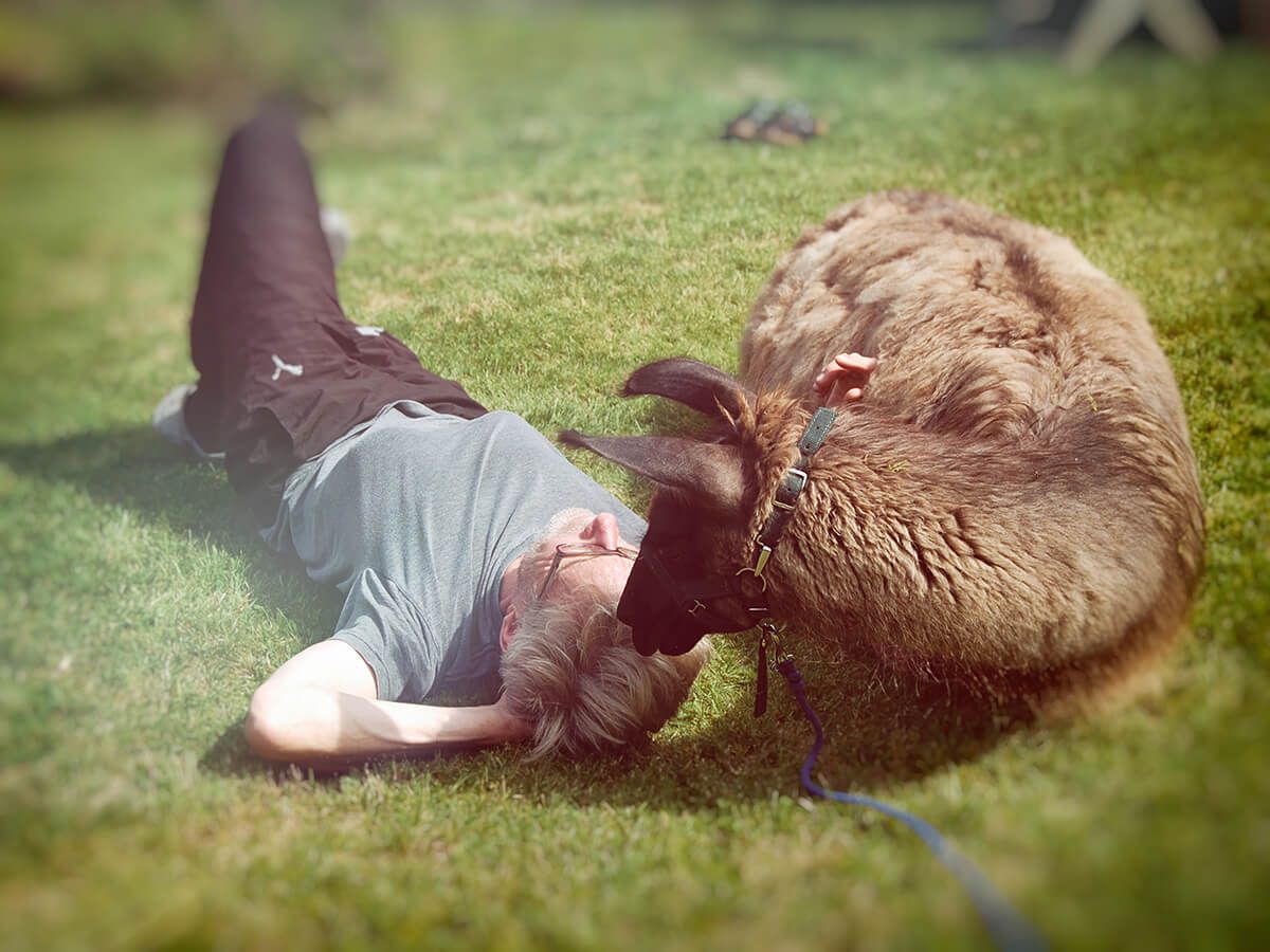 Lamas als Therapie-Tiere